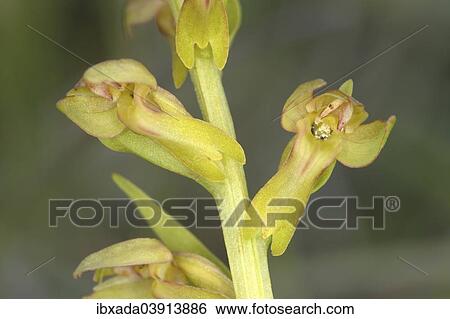 "Frog Orchid or Long-bracted Green Orchid (Coeloglossum viride), flowering, Eifel National Park, North Rhine-Westphalia, Germany, Europe" View Large Photo Image Stock Photograph - "Frog Orchid or Long-bracted Green Orchid (Coeloglossum viride), flowering, Eifel National Park, North Rhine-Westphalia, Germany, Europe". Fotosearch