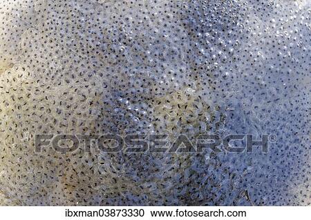 "Frog spawn, Common Frog (Rana temporaria), Isar, Bavaria, Germany, Europe" View Large Photo Image Stock Image - "Frog spawn, Common Frog (Rana temporaria), Isar, Bavaria, Germany, Europe". Fotosearch