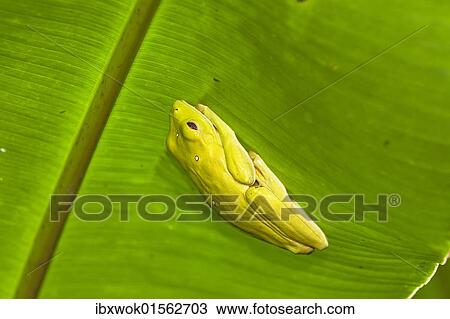 "Frog under Heliconia leaf in rainforest, Braulio Carrillo National Park, Costa Rica, Central America, North America" View Large Photo Image Stock Image - "Frog under Heliconia leaf in rainforest, Braulio Carrillo National Park, Costa Rica, Central America, North America". Fotosearch