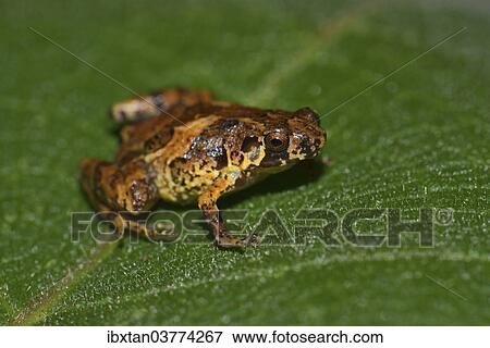 Stock Photo - "Frog, unidentifed species, Marojejy National Park, Sava region, Madagascar, Africa". Fotosearch
