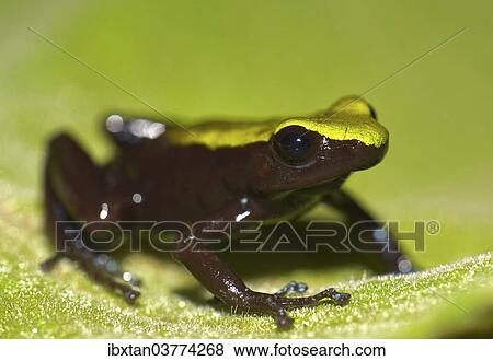 Stock Photo - "Frog, unidentifed species, Marojejy National Park, Sava region, Madagascar, Africa". Fotosearch