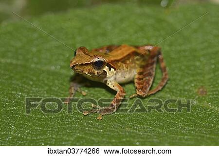 Stock Photograph - "Frog, unidentifed species, Marojejy National Park, Sava region, Madagascar, Africa". Fotosearch