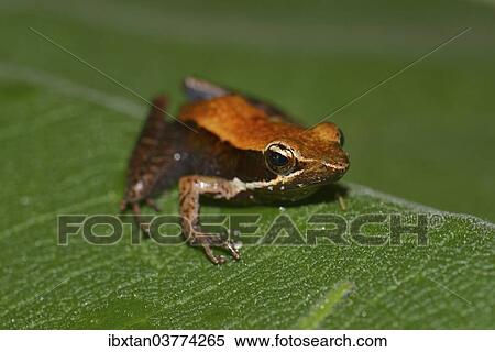"Frog, unidentifed species, Marojejy National Park, Sava region, Madagascar, Africa" View Large Photo Image Stock Photography - "Frog, unidentifed species, Marojejy National Park, Sava region, Madagascar, Africa". Fotosearch