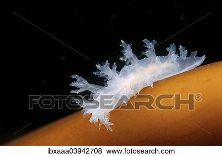 "Frond Aeolis (Dendronotus frondosus), Sea of Japan, Russia, Europe" View Large Photo Image Stock Photo - "Frond Aeolis (Dendronotus frondosus), Sea of Japan, Russia, Europe". Fotosearch