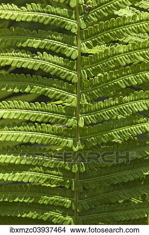 "Frond, fern" View Large Photo Image Picture - "Frond, fern". Fotosearch