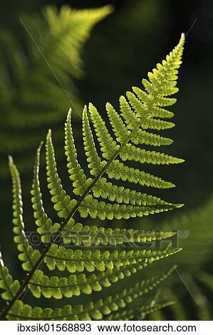 Frond of a fern View Large Photo Image Stock Image - Frond of a fern. Fotosearch
