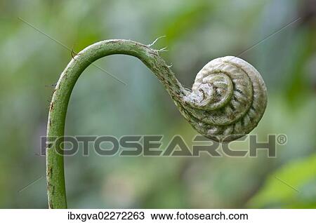 "Frond unfurling, Tandayapa region, Andean cloud forest, Ecuador, South America" View Large Photo Image Stock Image - "Frond unfurling, Tandayapa region, Andean cloud forest, Ecuador, South America". Fotosearch