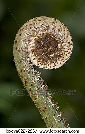 "Frond unfurling, Tandayapa region, Andean cloud forest, Ecuador, South America" View Large Photo Image Stock Photo - "Frond unfurling, Tandayapa region, Andean cloud forest, Ecuador, South America". Fotosearch