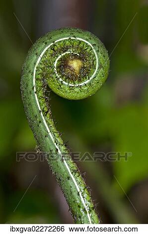 Stock Photograph - "Frond unfurling, Tandayapa region, Andean cloud forest, Ecuador, South America". Fotosearch
