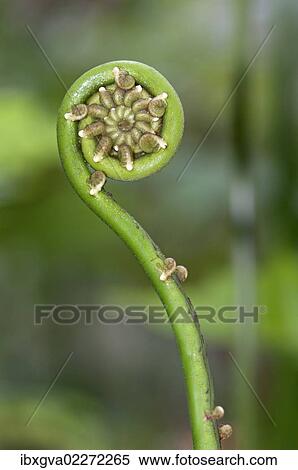 "Frond unfurling, Tandayapa region, Andean cloud forest, Ecuador, South America" View Large Photo Image Stock Photography - "Frond unfurling, Tandayapa region, Andean cloud forest, Ecuador, South America". Fotosearch