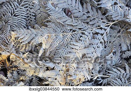 "Frost-covered leaves of Bracken fern (Pteridium aquilinum), Bavaria, Germany, Europe" View Large Photo Image Stock Image - "Frost-covered leaves of Bracken fern (Pteridium aquilinum), Bavaria, Germany, Europe". Fotosearch