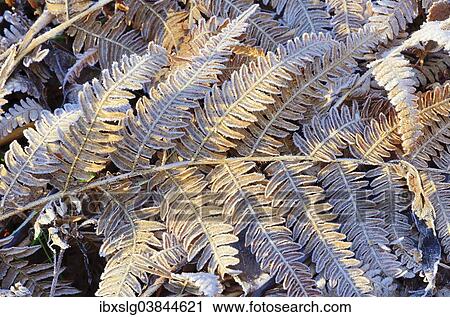 "Frost-covered leaves of Bracken fern (Pteridium aquilinum), Bavaria, Germany, Europe" View Large Photo Image Stock Image - "Frost-covered leaves of Bracken fern (Pteridium aquilinum), Bavaria, Germany, Europe". Fotosearch