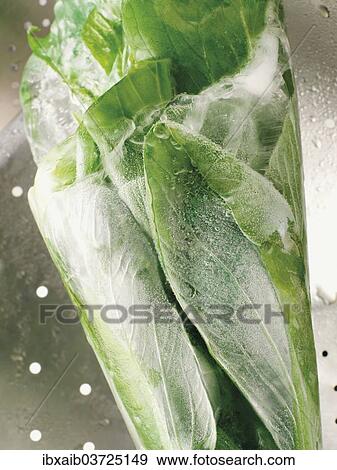 Frosted Pak Choi View Large Photo Image Stock Photo - Frosted Pak Choi. Fotosearch
