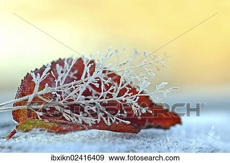 Frozen blackberry leaf and grass View Large Photo Image Stock Photo - Frozen blackberry leaf and grass. Fotosearch