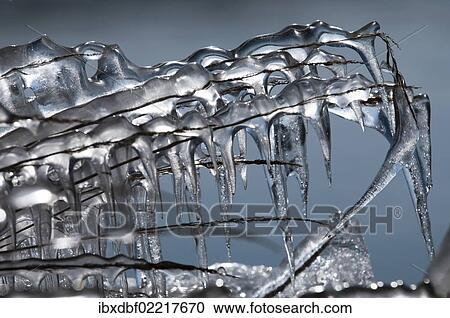 "Frozen grass with icicles, south coast, Iceland, Europe" View Large Photo Image Stock Image - "Frozen grass with icicles, south coast, Iceland, Europe". Fotosearch