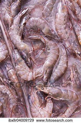 Frozen shrimps View Large Photo Image Stock Photo - Frozen shrimps. Fotosearch