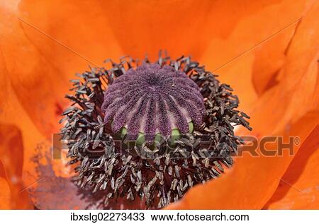"Fruit capsule and pollen tubes of a red poppy blossom, Oriental poppy (Papaver orientale)" View Large Photo Image Stock Image - "Fruit capsule and pollen tubes of a red poppy blossom, Oriental poppy (Papaver orientale)". Fotosearch