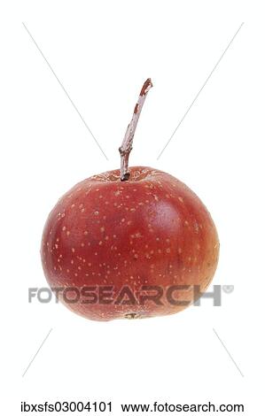 Fruit of a service tree (Sorbus domestica) View Large Photo Image Stock Image - Fruit of a service tree (Sorbus domestica). Fotosearch