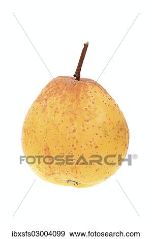 Fruit of a service tree (Sorbus domestica) shaped like a pear View Large Photo Image Stock Photo - Fruit of a service tree (Sorbus domestica) shaped like a pear. Fotosearch