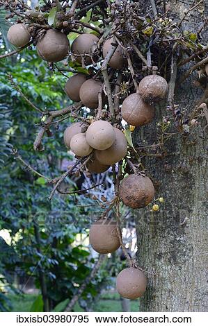 Stock Photography - "Fruit of the cannonball tree (Couroupita guianensis), Bali, Indonesia, Asia". Fotosearch