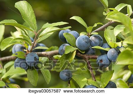 Stock Photo - "Fruit of the Sloe or Blackthorn (Prunus spinosa), Geneva, Genf, Switzerland, Europe". Fotosearch