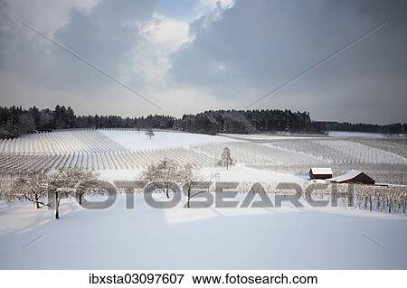 "Fruit orchard in winter, bei Wasserburg, Baden-Wurttemberg, Germany, Europe" View Large Photo Image Stock Photo - "Fruit orchard in winter, bei Wasserburg, Baden-Wurttemberg, Germany, Europe". Fotosearch