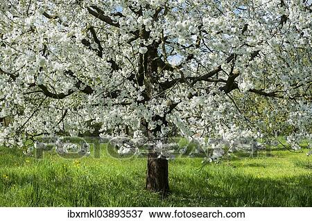 "Fruit tree in blossom, Bodenseekreis district, Baden-Wurttemberg, Germany, Europe" View Large Photo Image Stock Photo - "Fruit tree in blossom, Bodenseekreis district, Baden-Wurttemberg, Germany, Europe". Fotosearch
