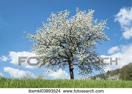 "Fruit tree in blossom on a meadow, orchard, Bodenseekreis district, Baden-Wurttemberg, Germany, Europe" View Large Photo Image Picture - "Fruit tree in blossom on a meadow, orchard, Bodenseekreis district, Baden-Wurttemberg, Germany, Europe". Fotosearch