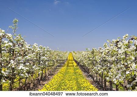 "Fruit tree plantation, orchard, flowering fruit trees growing in rows, Dandelion (Taraxacum officinale) growing in between rows, Southern Palatinate, Palatinate, Rhineland-Palatinate" View Large Photo Image Stock Photo - "Fruit tree plantation, orchard, flowering fruit trees growing in rows, Dandelion (Taraxacum officinale) growing in between rows, Southern Palatinate, Palatinate, Rhineland-Palatinate". Fotosearch