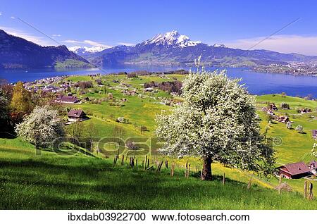 "Fruit trees in full bloom near Weggis, Lake Lucerne and Mount Pilatus at the back, Canton of Lucerne, Switzerland, Europe" View Large Photo Image Stock Image - "Fruit trees in full bloom near Weggis, Lake Lucerne and Mount Pilatus at the back, Canton of Lucerne, Switzerland, Europe". Fotosearch