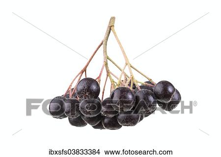 "Fruit umbel, chokeberries (Aronia prunifolia 'Viking')" View Large Photo Image Picture - "Fruit umbel, chokeberries (Aronia prunifolia 'Viking')". Fotosearch
