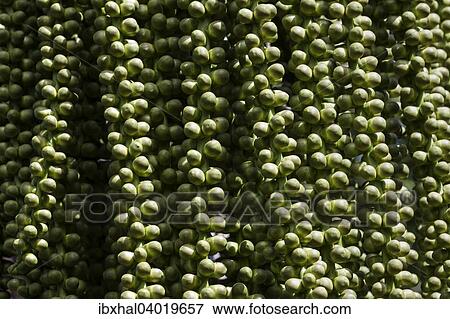 "Fruits of a date palm, Reunion, France, Africa" View Large Photo Image Stock Photo - "Fruits of a date palm, Reunion, France, Africa". Fotosearch