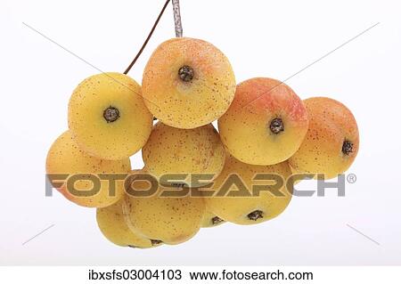 Fruits of a service tree (Sorbus domestica) View Large Photo Image Stock Image - Fruits of a service tree (Sorbus domestica). Fotosearch