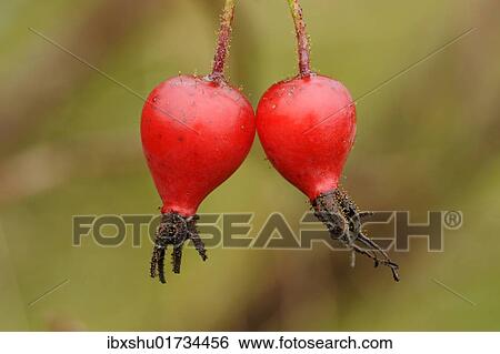 Fruits of Dog Rose (Rosa canina) View Large Photo Image Stock Photograph - Fruits of Dog Rose (Rosa canina). Fotosearch