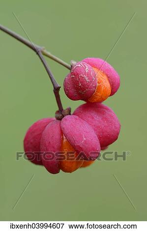 Stock Photo - Fruits of European Spindle Tree (Euonymus europaeus). Fotosearch