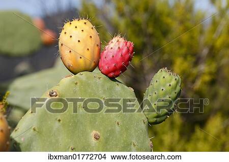 "Fruits of red, yellow and green colour on a prickly pear cactus (Opuntia ficus-indica), La Gomera island, Canary Islands, Spain, Europe" View Large Photo Image Picture - "Fruits of red, yellow and green colour on a prickly pear cactus (Opuntia ficus-indica), La Gomera island, Canary Islands, Spain, Europe". Fotosearch