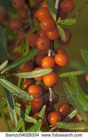 Picture - "Fruits of the sea buckthorn (Hippophae rhamnoides) on the bush, Germany, Europe". Fotosearch