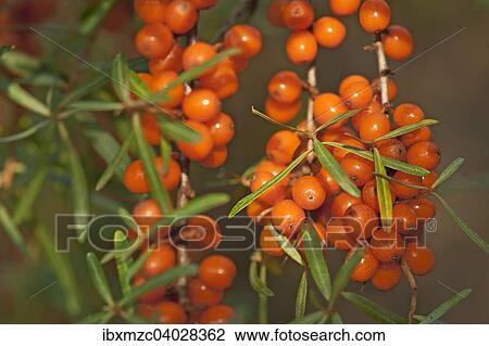 "Fruits of the sea buckthorn (Hippophae rhamnoides) on the bush, Germany, Europe" View Large Photo Image Stock Image - "Fruits of the sea buckthorn (Hippophae rhamnoides) on the bush, Germany, Europe". Fotosearch