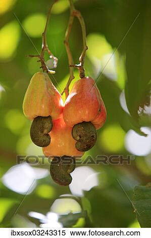 "Fruits on the cashew tree (Anacardium occidentale), Honduras, North America" View Large Photo Image Stock Photography - "Fruits on the cashew tree (Anacardium occidentale), Honduras, North America". Fotosearch