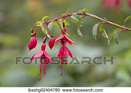 "Fuchsia (Fuchsia), Glencolumbkille, County Donegal, Ireland, Europe" View Large Photo Image Stock Image - "Fuchsia (Fuchsia), Glencolumbkille, County Donegal, Ireland, Europe". Fotosearch