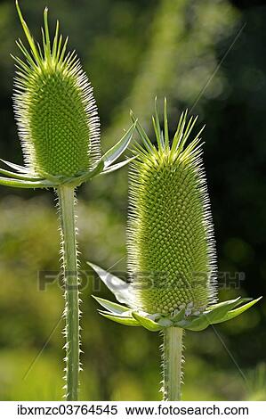 "Fuller's Teasel or Wild Teasel (Dipsacus fullonum), flower head after flowering, Erlangen Botanical Garden, Erlangen, Middle Franconia, Bavaria, Germany, Europe" View Large Photo Image Stock Photography - "Fuller's Teasel or Wild Teasel (Dipsacus fullonum), flower head after flowering, Erlangen Botanical Garden, Erlangen, Middle Franconia, Bavaria, Germany, Europe". Fotosearch