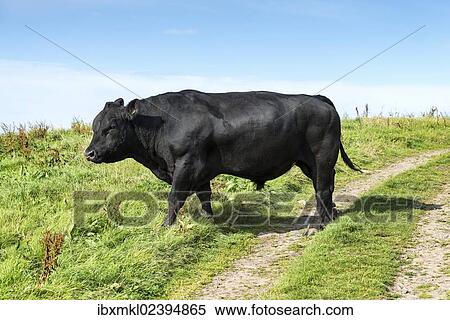 "Fully grown Aberdeen Angus bull on a pasture on the north coast of Scotland, Caithness, Scotland, United Kingdom, Europe" View Large Photo Image Stock Photography - "Fully grown Aberdeen Angus bull on a pasture on the north coast of Scotland, Caithness, Scotland, United Kingdom, Europe". Fotosearch