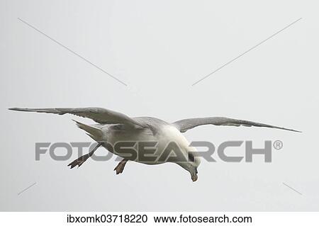 "Fulmar (Fulmarus glacialis) in flight, Mykines, Faroe Islands, Denmark, Europe" View Large Photo Image Stock Image - "Fulmar (Fulmarus glacialis) in flight, Mykines, Faroe Islands, Denmark, Europe". Fotosearch