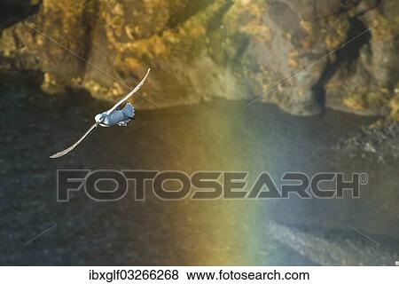 "Fulmar, Northern Fulmar or Arctic Fulmar (Fulmarus glacialis) in flight, in the rainbow of a waterfall, Skogafoss, Skogar, Rangarping eystra, Southern Region, Iceland, Europe" View Large Photo Image Stock Photo - "Fulmar, Northern Fulmar or Arctic Fulmar (Fulmarus glacialis) in flight, in the rainbow of a waterfall, Skogafoss, Skogar, Rangarping eystra, Southern Region, Iceland, Europe". Fotosearch