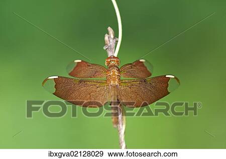 Stock Photo - "Fulvous Forest Skimmer (Neurothemis fulvia), female, Siem Reap, Cambodia, Southeast Asia, Asia". Fotosearch