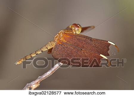 "Fulvous forest skimmer (Neurothemis fulvia), female, Siem Reap, Cambodia, Southeast Asia, Asia" View Large Photo Image Stock Photo - "Fulvous forest skimmer (Neurothemis fulvia), female, Siem Reap, Cambodia, Southeast Asia, Asia". Fotosearch