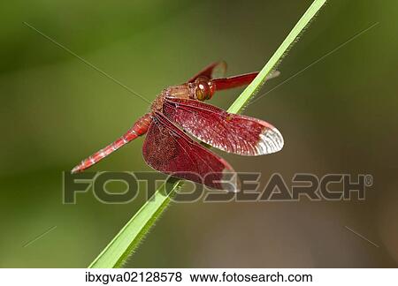 "Fulvous forest skimmer (Neurothemis fulvia), male, Siem Reap, Cambodia, Southeast Asia, Asia" View Large Photo Image Stock Photo - "Fulvous forest skimmer (Neurothemis fulvia), male, Siem Reap, Cambodia, Southeast Asia, Asia". Fotosearch
