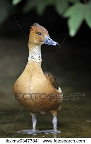 "Fulvous Whistling Duck (Dendrocygna bicolor), Stuttgart, Baden-Wurttemberg, Germany, Europe" View Large Photo Image Stock Image - "Fulvous Whistling Duck (Dendrocygna bicolor), Stuttgart, Baden-Wurttemberg, Germany, Europe". Fotosearch