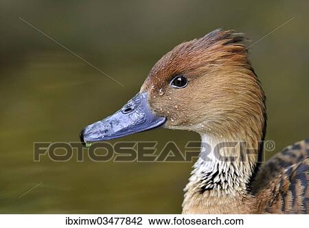 Stock Image - "Fulvous Whistling Duck (Dendrocygna bicolor), Stuttgart, Baden-Wurttemberg, Germany, Europe". Fotosearch