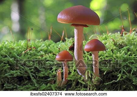 "Funeral Bell (Galerina marginata), fruit bodies in a forest" View Large Photo Image Picture - "Funeral Bell (Galerina marginata), fruit bodies in a forest". Fotosearch
